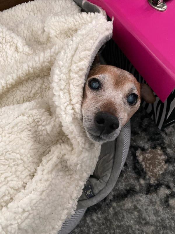 /Images/uploads/Friends of Seal Beach Animal Care Center/2022sbacc/entries/21516thumb.jpg